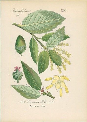 Chromolithographie - ,