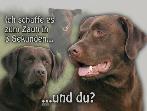 Labrador schoko - labrador,