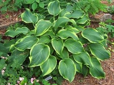 Funkie ABBA DABBA DO im Topf