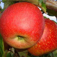 Apfelbaum Pinova - Obstbaum