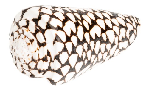 Conus marmoreus cm - conus,