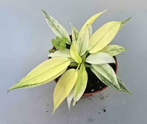 Sehr schöner philodendron - sehr,