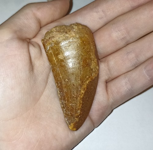 Large carcharodontosaurus