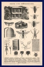Druck anno 1896 - Bienenzucht