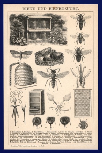 Druck anno 1896 - ,
