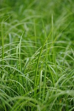 Acorus gramineus 'Ogon', Japanische Segge, gelbgrün, 2 Liter Container