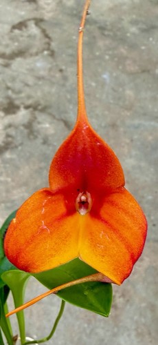 Masdevallia rainbow circle new - circle,