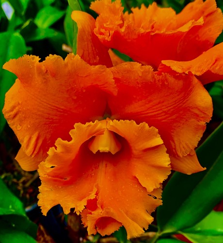 Cattleya siam orange - cattleya,
