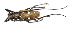 Cerambycidae, Batocera