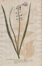 Hyacinthus Hyazinthe Blume