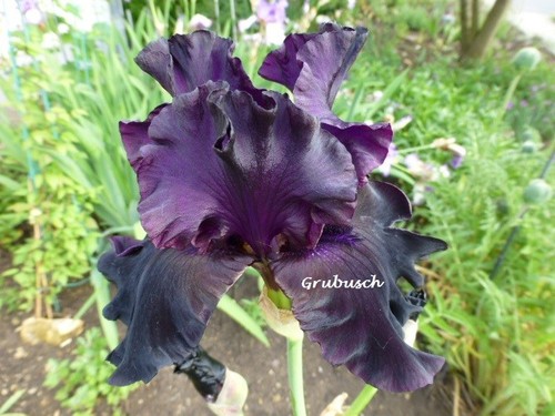 Iris schwertlilie hohe - schwertlilie,,