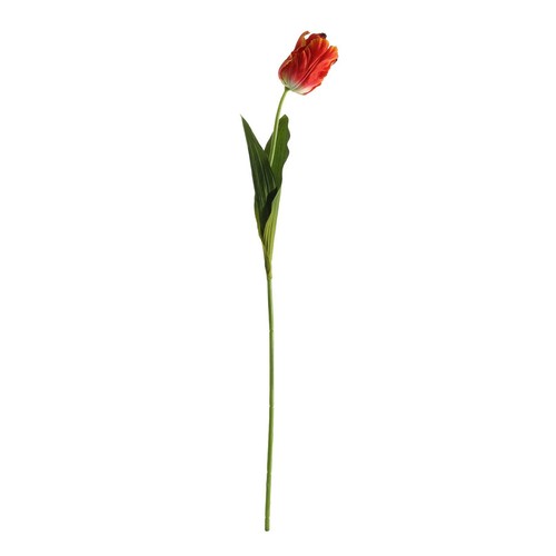 Essential orange papagei tulpe - essential,