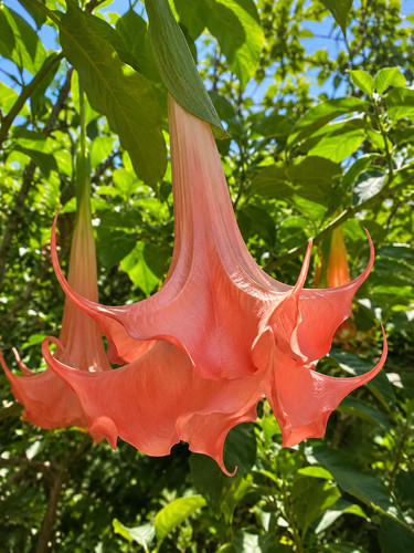 183cr rosa engelstrompete - gp,