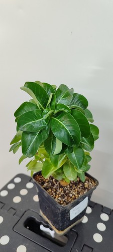 Adenium mini wustenrose - adenium,