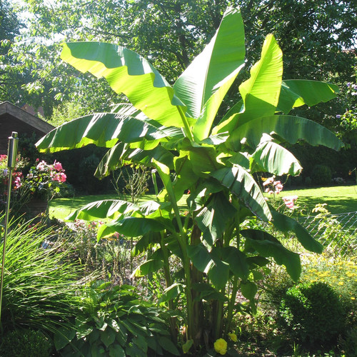 Blu bio bananenpflanze - blu,