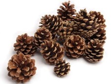 Nadeco tannenzapfen 1kg pinus - 1kg,