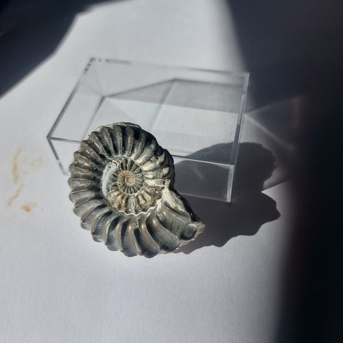 Ammonit 6275 pleuroceras sp - ,