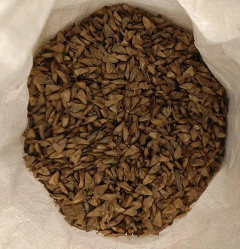 1000 geprüfte samen abies - samen,