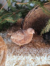 36 Wachteleier Bruteier