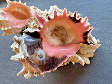 2x Murex / Chicoreus ramosus