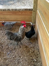 10 Silverudd’s Blue Isbar