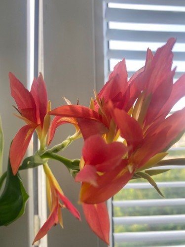 Canna blume - 🌴x🌻canna,