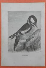 Buntspecht Dendrocopos major