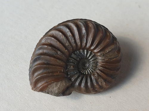 Wundervolles pleuroceras - wundervolles,