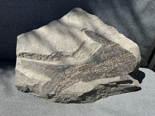 Großes teilweises fossiles