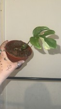 Rhaphidophora tetrasperma - rhaphidophora,