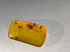 Bernstein  mit Vier Insekten