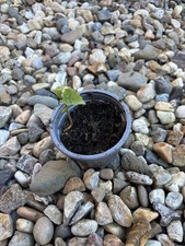Bonsai birke - bonsai,