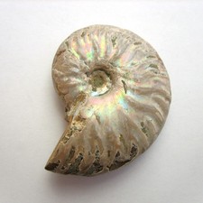 Cleoniceras besairiei mit