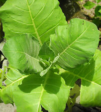 Maryland Tabaksamen Rauchtabak Tabakanbau Zigaretten Pfeifen Tabak Samen