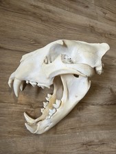 Löwenschädel cites - löwenschädel,,