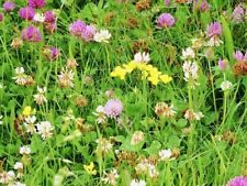 100qm Kaninchengarten Samen Saatgut Aussaat Gras Tierfutter Nager & Hasen Wiese