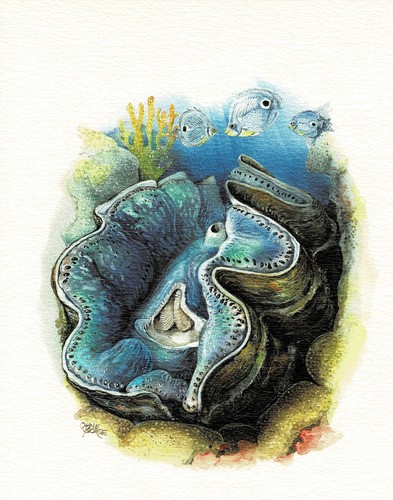 Riesenmuschel wechselzähnige - riesenmuschel,