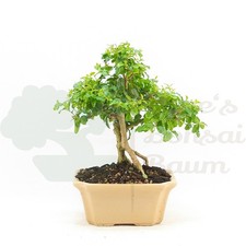 BONSAI Ovalblättriger