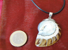 50% Rabatt: Nautilusmuschel