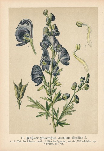 Blaue eisenhut aconitum - eisenhut, (aconitum