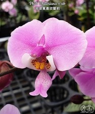 Phalaenopsis schilleriana - , ×