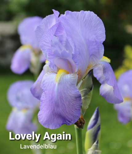Schwertlilie iris - schwertlilie,,