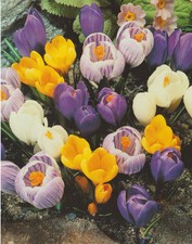 50 Großblumige Krokusse
