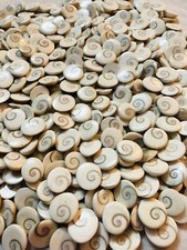 11 PC GOMTI GOMATI CHAKRA