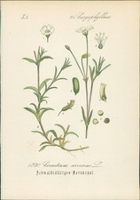 Chromolithographie 