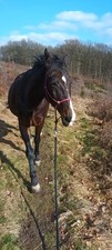 Pferd sucht reiter - pferd,