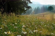 Blühende waldwiese blumen - blühende,