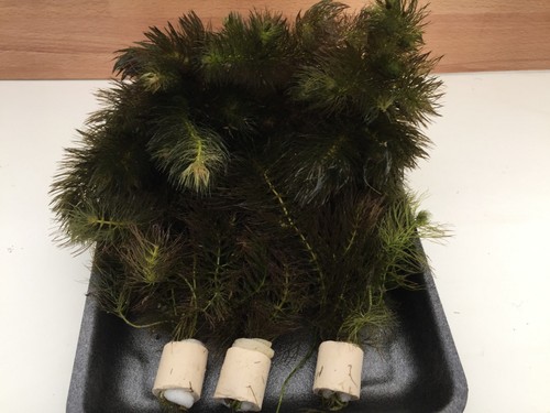 Ceratophyllum submersum