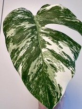 Monstera Variegata