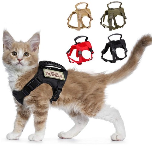 Katze haustier geschirr - haustier,